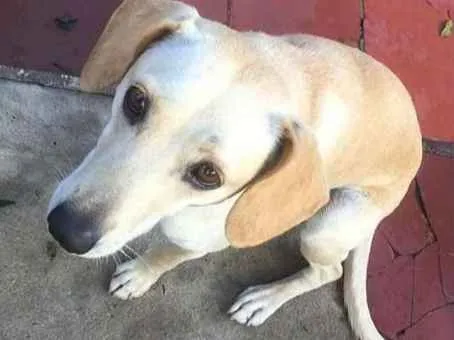 Cachorro ra a Sem raça definida idade 1 ano nome Meg