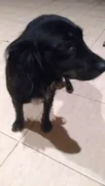Pretinha