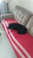 Pretinha