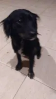 Pretinha
