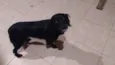 Pretinha