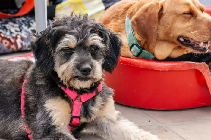 Cachorro ra a srd idade 1 ano nome Amélia