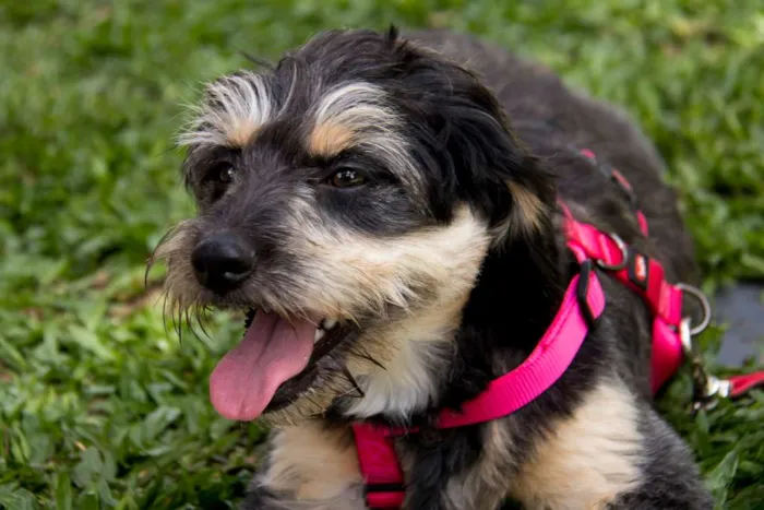 Cachorro ra a srd idade 1 ano nome Amélia