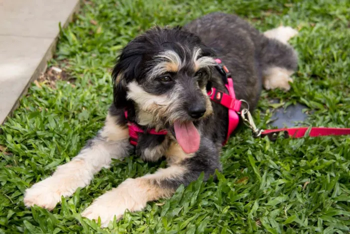 Cachorro ra a srd idade 1 ano nome Amélia
