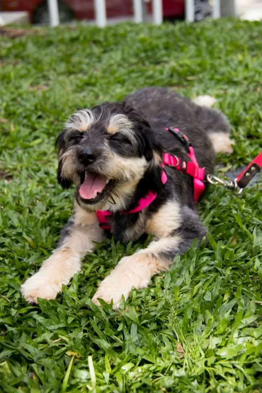Cachorro ra a srd idade 1 ano nome Amélia