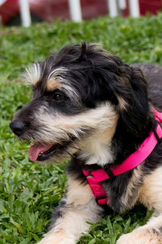 Cachorro ra a srd idade 1 ano nome Amélia