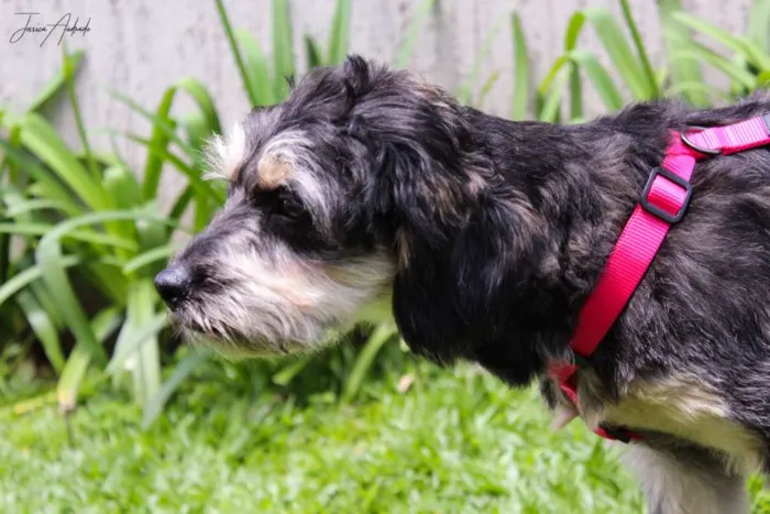 Cachorro ra a srd idade 1 ano nome Amélia