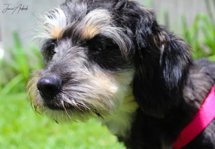 Cachorro ra a srd idade 1 ano nome Amélia