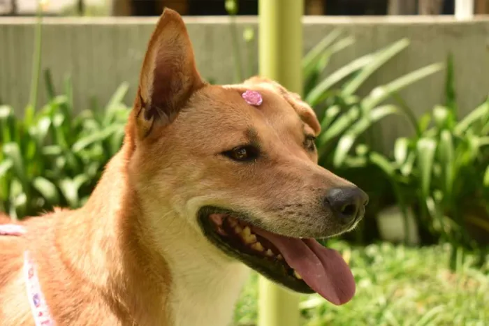 Cachorro ra a SRD idade 2 anos nome Raposa