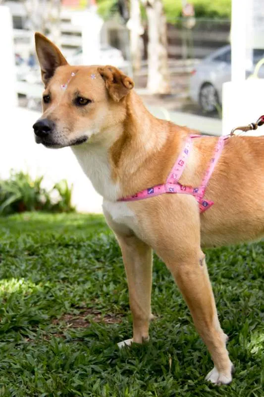 Cachorro ra a SRD idade 2 anos nome Raposa