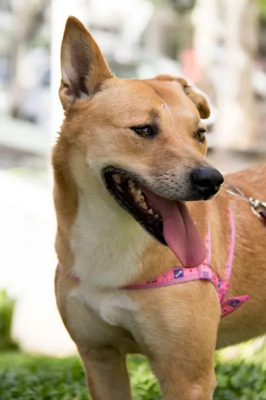 Cachorro ra a SRD idade 2 anos nome Raposa