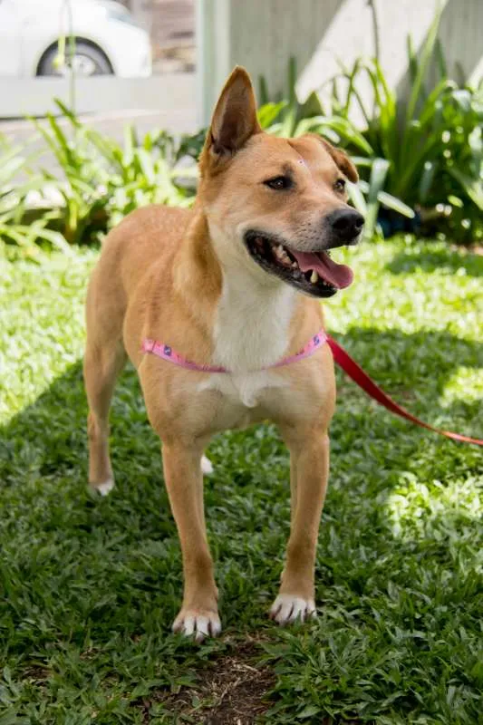 Cachorro ra a SRD idade 2 anos nome Raposa