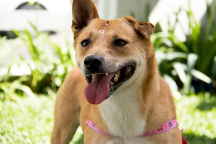 Cachorro ra a SRD idade 2 anos nome Raposa