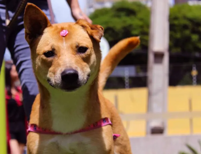 Cachorro ra a SRD idade 2 anos nome Raposa