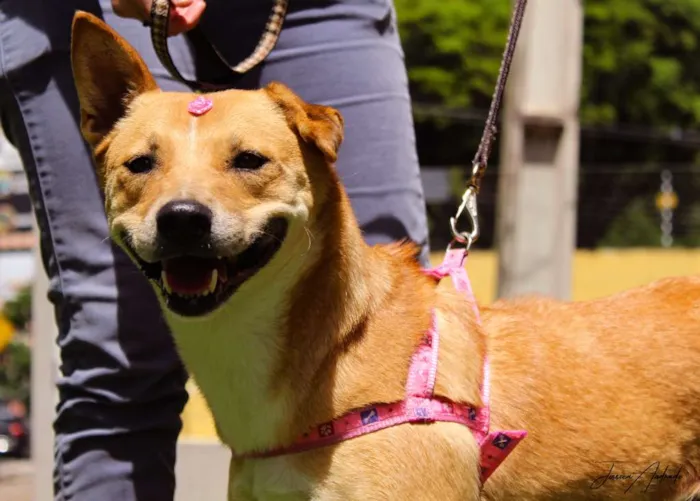 Cachorro ra a SRD idade 2 anos nome Raposa