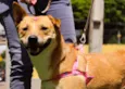 Raposa