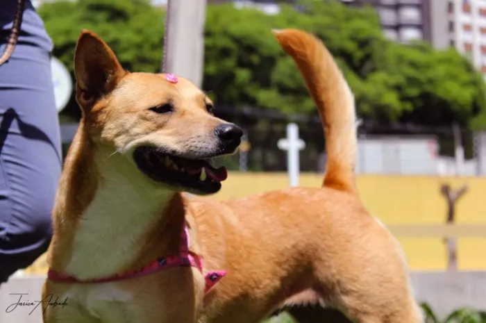 Cachorro ra a SRD idade 2 anos nome Raposa