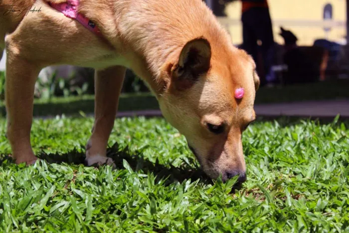Cachorro ra a SRD idade 2 anos nome Raposa