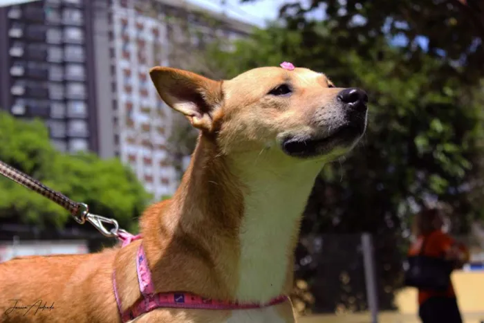 Cachorro ra a SRD idade 2 anos nome Raposa
