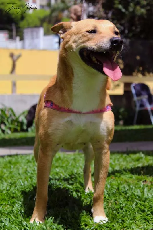 Cachorro ra a SRD idade 2 anos nome Raposa