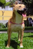 Raposa