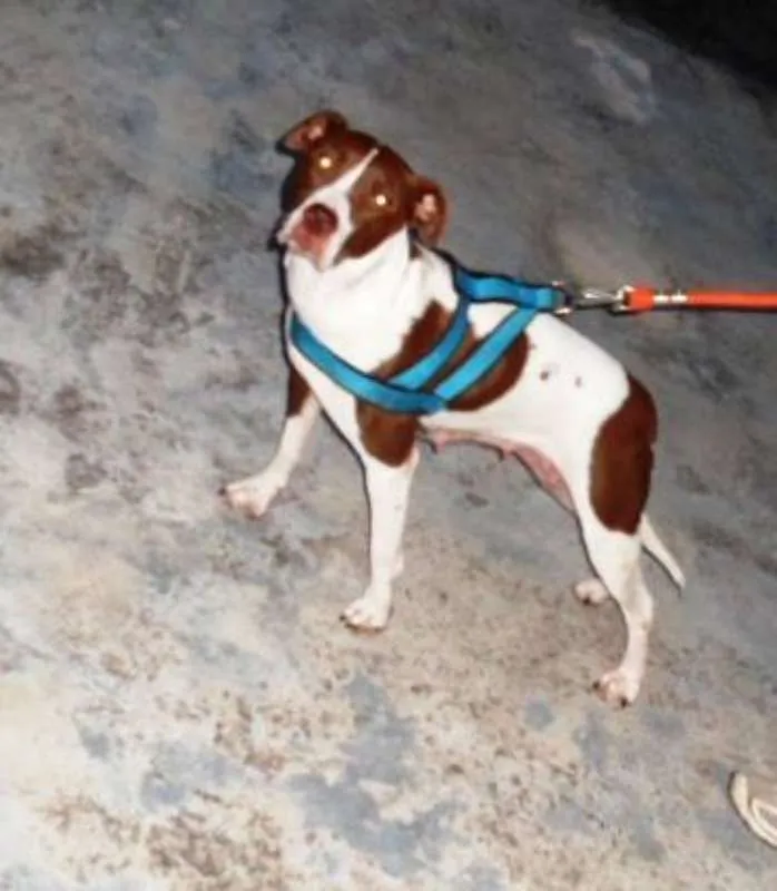 Cachorro ra a SRD idade 2 anos nome Kira