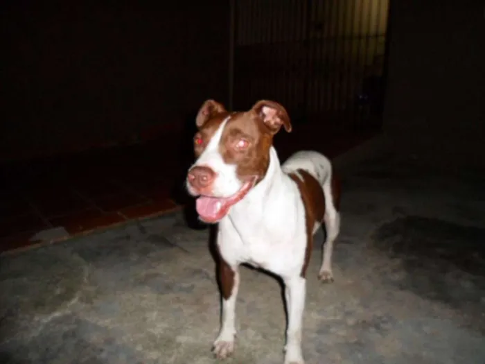 Cachorro ra a SRD idade 2 anos nome Kira