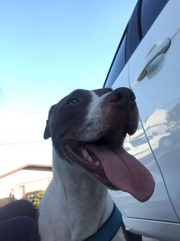Cachorro ra a SRD idade 2 anos nome Kira