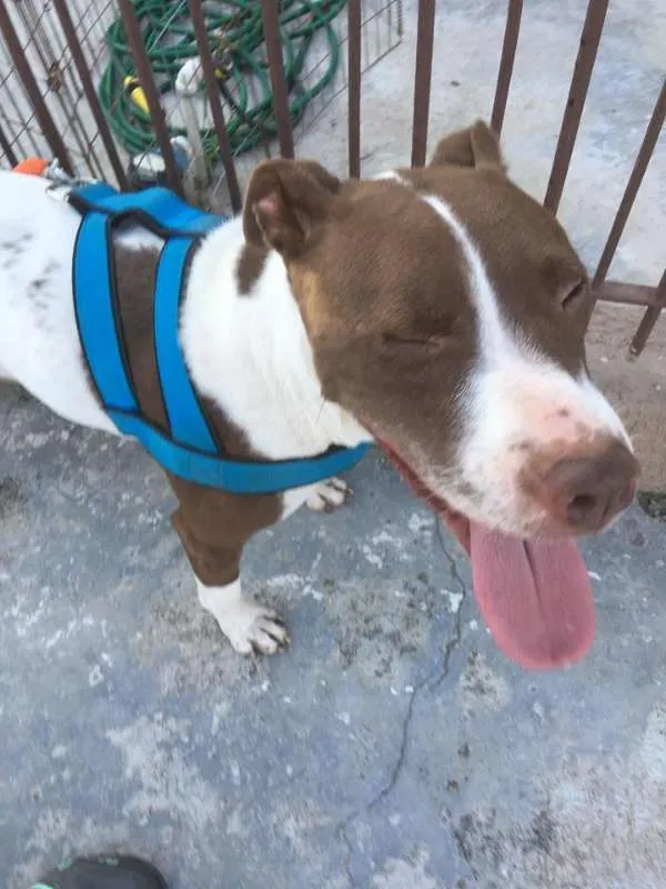 Cachorro ra a SRD idade 2 anos nome Kira