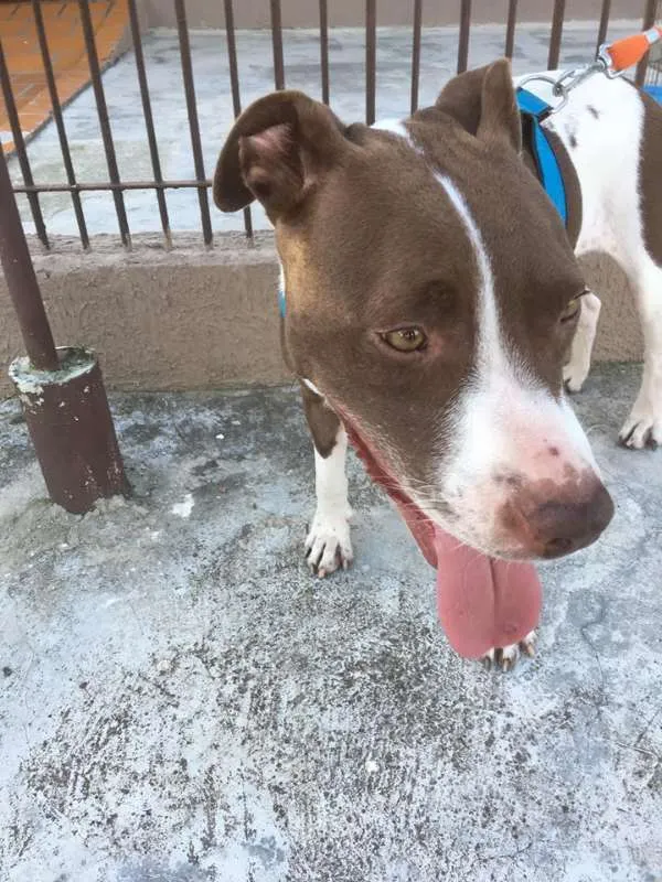 Cachorro ra a SRD idade 2 anos nome Kira