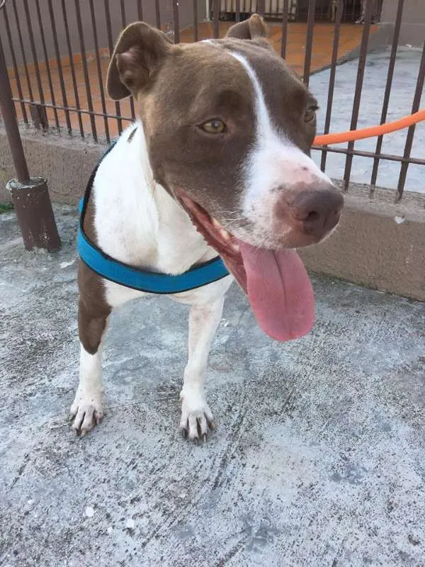 Cachorro ra a SRD idade 2 anos nome Kira