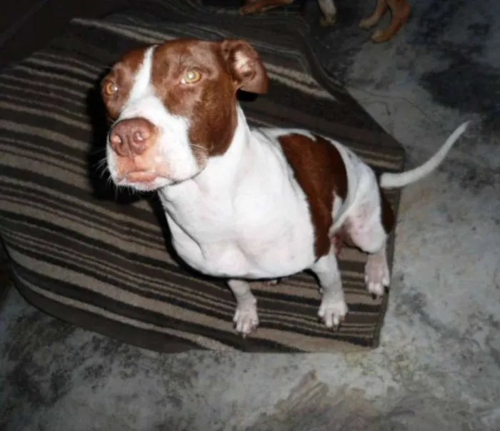 Cachorro ra a SRD idade 2 anos nome Kira
