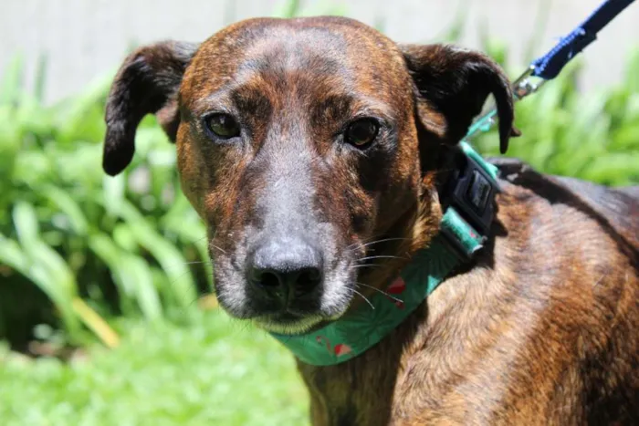 Cachorro ra a SRD idade 4 anos nome Tigrão