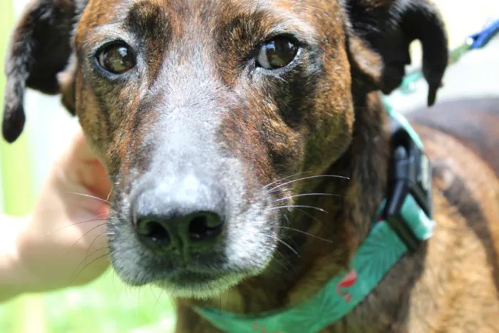 Cachorro ra a SRD idade 4 anos nome Tigrão