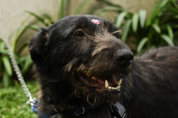 Cachorro ra a SRD idade 2 anos nome Valentina