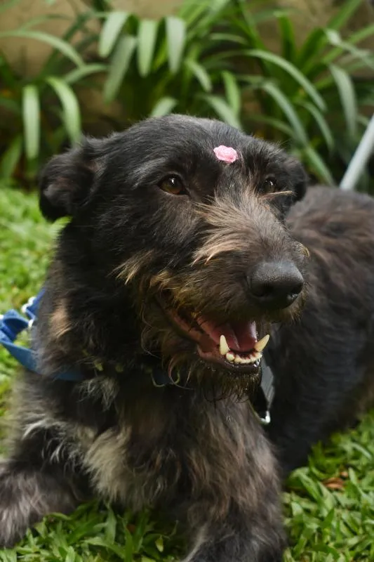 Cachorro ra a SRD idade 2 anos nome Valentina