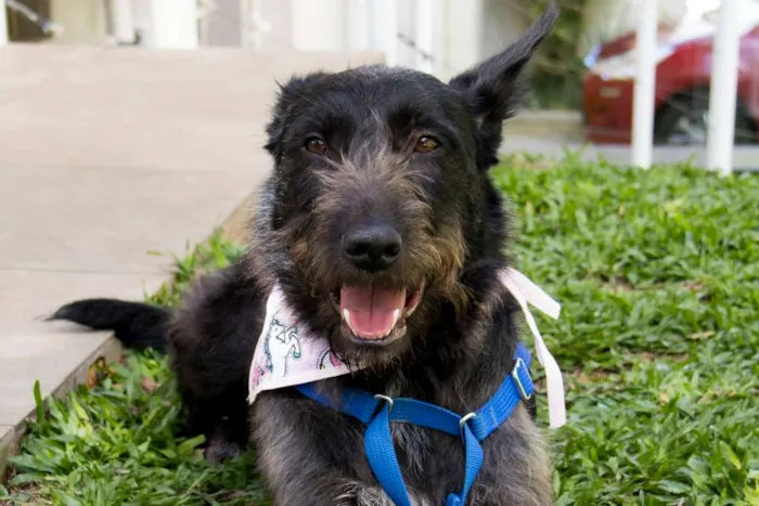 Cachorro ra a SRD idade 2 anos nome Valentina