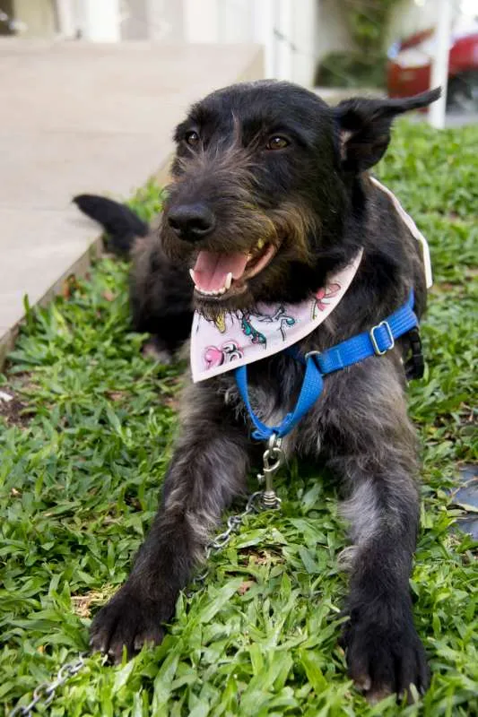Cachorro ra a SRD idade 2 anos nome Valentina