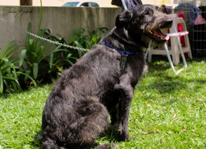 Cachorro ra a SRD idade 2 anos nome Valentina