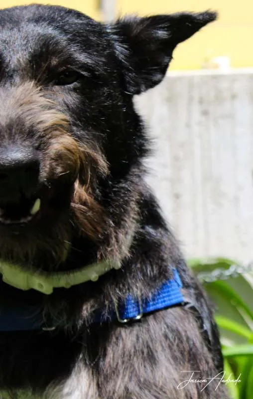 Cachorro ra a SRD idade 2 anos nome Valentina