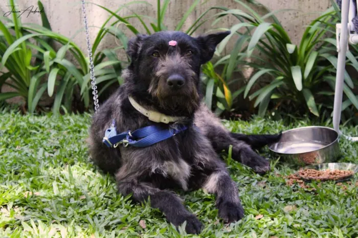 Cachorro ra a SRD idade 2 anos nome Valentina