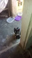 Quatro Gatinhos