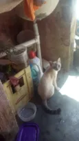 Quatro Gatinhos