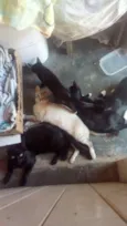 Quatro Gatinhos