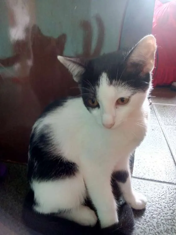 Gato raça Vira lata idade 2 a 6 meses nome Não tem nomes
