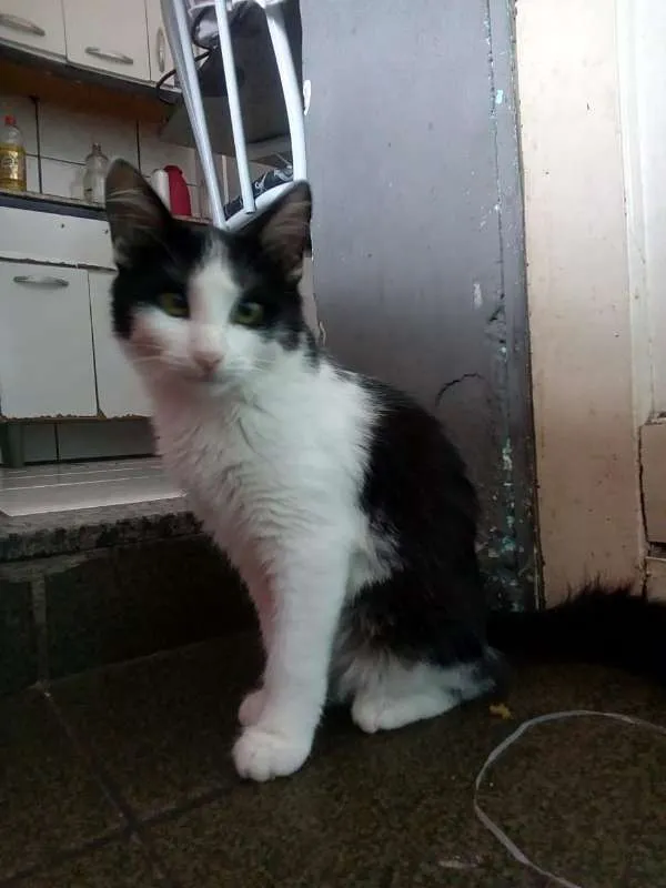 Gato raça Vira lata idade 2 a 6 meses nome Não tem nomes
