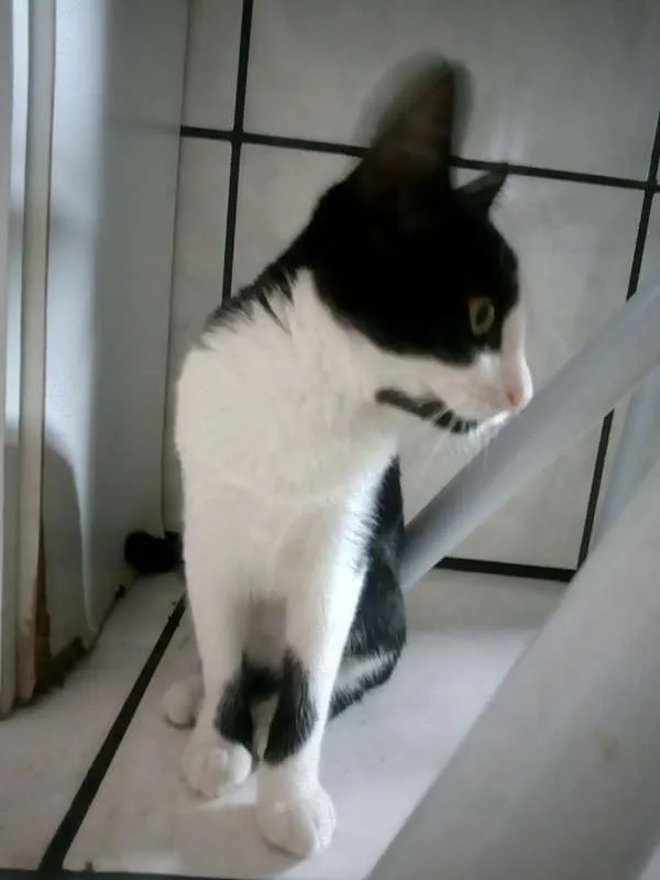 Gato raça Vira lata idade 2 a 6 meses nome Não tem nomes