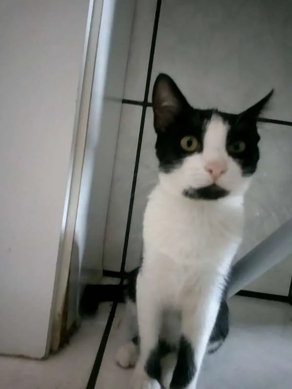 Gato raça Vira lata idade 2 a 6 meses nome Não tem nomes