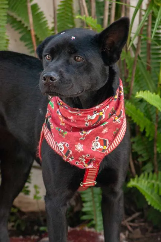 Cachorro ra a SRD idade 3 anos nome Holly