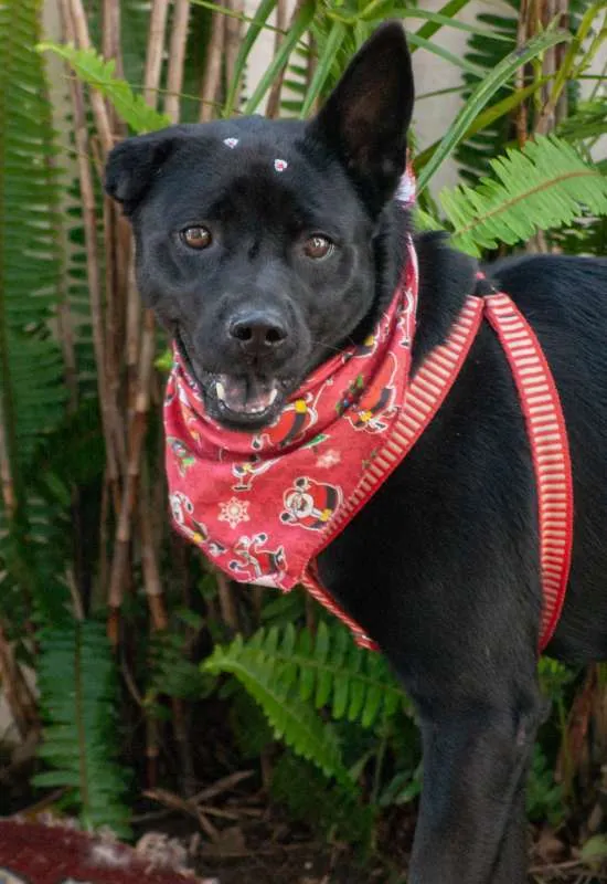 Cachorro ra a SRD idade 3 anos nome Holly